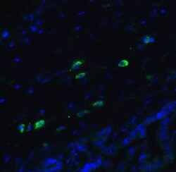 Invitrogen ARMET Polyclonal Antibody 100 &mu;g | Buy Online | Invitrogen&trade; | Fisher Scientific