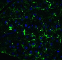 Invitrogen ARMET Polyclonal Antibody 100 &mu;g | Buy Online | Invitrogen&trade; | Fisher Scientific