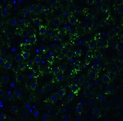Invitrogen ARMET Polyclonal Antibody 100 &mu;g | Buy Online | Invitrogen&trade; | Fisher Scientific