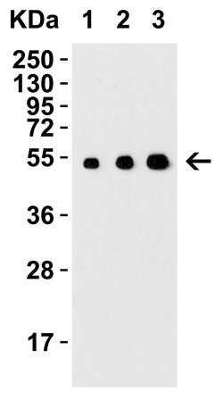 Invitrogen ARMET Polyclonal Antibody 100 &mu;g | Buy Online | Invitrogen&trade; | Fisher Scientific