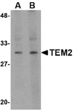Invitrogen RASD2 Polyclonal Antibody 100 &mu;g; Unconjugated:Antibodies,