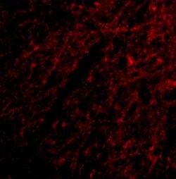 Invitrogen GRIK1 Polyclonal Antibody 100 &mu;g; Unconjugated:Antibodies,