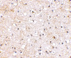 Invitrogen GRIK1 Polyclonal Antibody 100 &mu;g; Unconjugated:Antibodies,