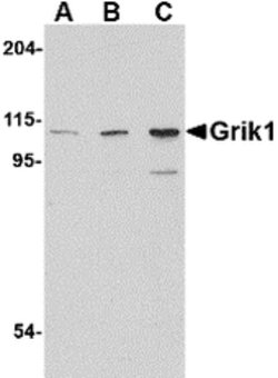Invitrogen GRIK1 Polyclonal Antibody 100 &mu;g; Unconjugated:Antibodies,