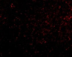 Invitrogen GRIK4 Polyclonal Antibody 100 &mu;g; Unconjugated:Antibodies,