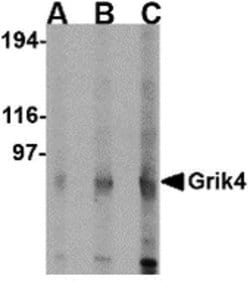 Invitrogen GRIK4 Polyclonal Antibody 100 &mu;g; Unconjugated:Antibodies,