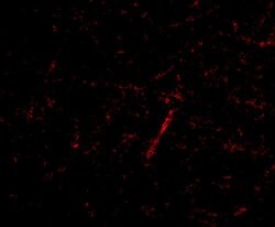 Invitrogen GRIK4 Polyclonal Antibody 100 &mu;g | Buy Online | Invitrogen&trade; | Fisher Scientific