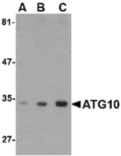 Invitrogen ATG10 Polyclonal Antibody 100 &mu;g | Buy Online | Invitrogen&trade; | Fisher Scientific