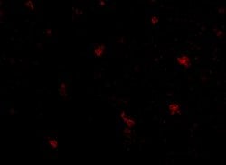 Invitrogen FEZ2 Polyclonal Antibody 100 &mu;g; Unconjugated:Antibodies,