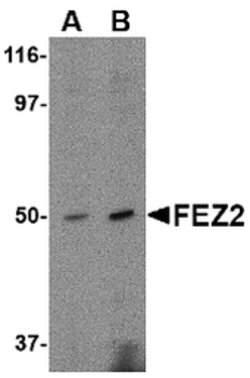 Invitrogen FEZ2 Polyclonal Antibody 100 &mu;g; Unconjugated:Antibodies,