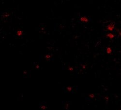 Invitrogen FEZ2 Polyclonal Antibody 100 &mu;g; Unconjugated:Antibodies,