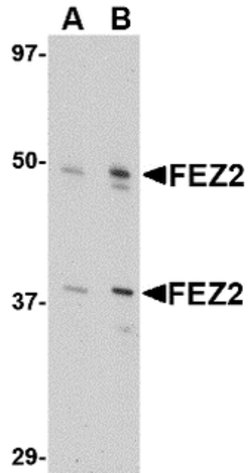 Invitrogen FEZ2 Polyclonal Antibody 100 &mu;g; Unconjugated:Antibodies,