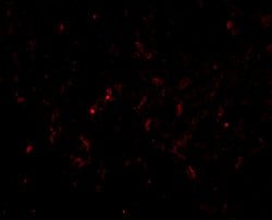 Invitrogen GSTP1 Polyclonal Antibody 100 μg; Unconjugated:Antibodies,