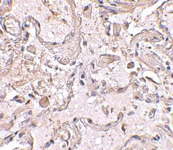 Invitrogen GSTP1 Polyclonal Antibody 100 μg; Unconjugated:Antibodies,