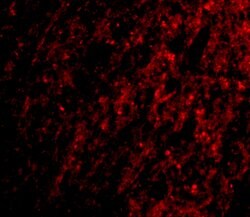 Invitrogen ATG12 Polyclonal Antibody 100 &mu;g | Buy Online | Invitrogen&trade; | Fisher Scientific