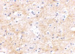 Invitrogen™ SAPAP3 Polyclonal Antibody