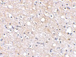 PLXDC2 Polyclonal Antibody, Invitrogen 100 &mu;g; Unconjugated:Antikroppar