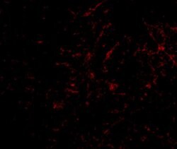 Invitrogen PLXDC2 Polyclonal Antibody 100 &mu;g; Unconjugated:Antibodies,