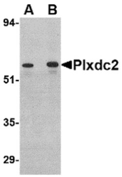 Invitrogen PLXDC2 Polyclonal Antibody 100 &mu;g; Unconjugated:Antibodies,