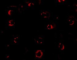 Invitrogen CXCR4 Polyclonal Antibody 100 &mu;g; Unconjugated:Antibodies,