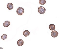 Invitrogen CXCR4 Polyclonal Antibody 100 &mu;g; Unconjugated:Antibodies,