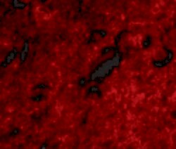 Invitrogen SLITRK1 Polyclonal Antibody 100 &mu;g; Unconjugated:Antibodies,