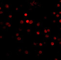 Invitrogen RIM3 Polyclonal Antibody 100 &mu;g; Unconjugated:Antibodies,