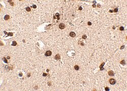 Invitrogen RIM3 Polyclonal Antibody 100 &mu;g; Unconjugated:Antibodies,