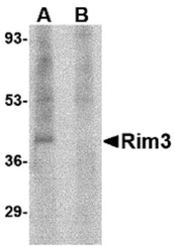 Invitrogen RIM3 Polyclonal Antibody 100 &mu;g; Unconjugated:Antibodies,
