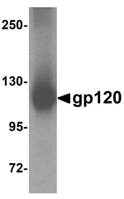 Invitrogen HIV1 gp120 Polyclonal Antibody 100 &mu;g; Unconjugated:Antibodies,