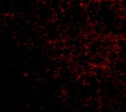 Invitrogen LGI2 Polyclonal Antibody 100 &mu;g | Buy Online | Invitrogen&trade; | Fisher Scientific