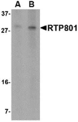 Invitrogen DDIT4 Polyclonal Antibody 100 &mu;g; Unconjugated:Antibodies,