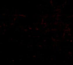 Invitrogen HAPLN2 Polyclonal Antibody 100 μg; Unconjugated:Antibodies,