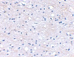 Invitrogen HAPLN2 Polyclonal Antibody 100 μg; Unconjugated:Antibodies,