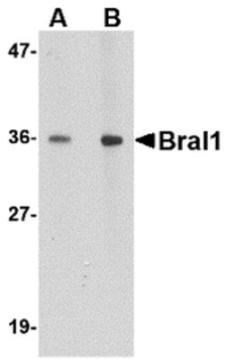 Invitrogen HAPLN2 Polyclonal Antibody 100 μg; Unconjugated:Antibodies,