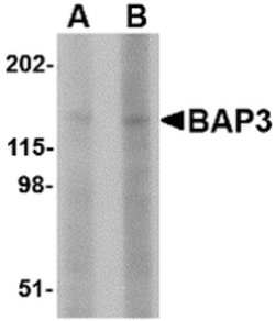Invitrogen BAP3 Polyclonal Antibody 100 &mu;g | Buy Online | Invitrogen&trade; | Fisher Scientific