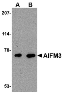 Invitrogen AIFM3 Polyclonal Antibody 100 &mu;g; Unconjugated:Antibodies,