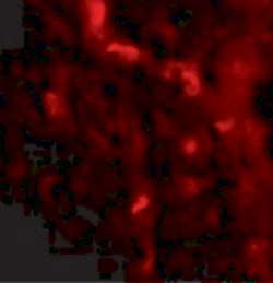 Invitrogen IRGM Polyclonal Antibody 100 &mu;g; Unconjugated:Antibodies,