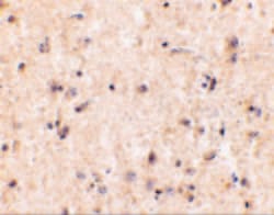 Invitrogen IRGM Polyclonal Antibody 100 &mu;g; Unconjugated:Antibodies,