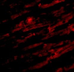 Invitrogen UNC93B1 Polyclonal Antibody 100 &mu;g; Unconjugated:Antibodies,