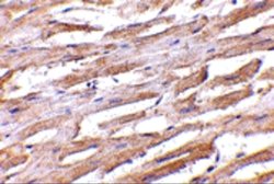 Invitrogen UNC93B1 Polyclonal Antibody 100 &mu;g; Unconjugated:Antibodies,