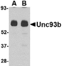 Invitrogen UNC93B1 Polyclonal Antibody 100 &mu;g; Unconjugated:Antibodies,