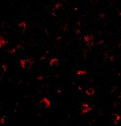 Invitrogen AMBRA1 Polyclonal Antibody 100 &mu;g; Unconjugated:Antibodies,