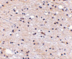 Invitrogen AMBRA1 Polyclonal Antibody 100 &mu;g; Unconjugated:Antibodies,