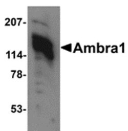 Invitrogen AMBRA1 Polyclonal Antibody 100 &mu;g; Unconjugated:Antibodies,