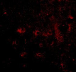 Invitrogen CADPS2 Polyclonal Antibody 100 &mu;g; Unconjugated:Antibodies,