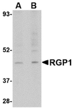 Invitrogen RGP1 Polyclonal Antibody 100 &mu;g; Unconjugated:Antibodies,