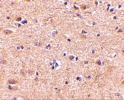 Invitrogen VGF Polyclonal Antibody 100 &mu;g; Unconjugated:Antibodies,