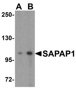 Invitrogen SAPAP1 Polyclonal Antibody 100 &mu;g; Unconjugated:Antibodies,