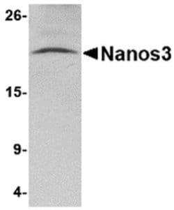 Invitrogen NANOS3 Polyclonal Antibody 100 &mu;g; Unconjugated:Antibodies,